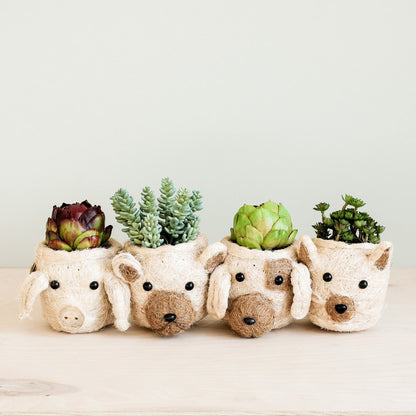 Cat Succulent Planter - Animal Head Planters | LIKHÂ