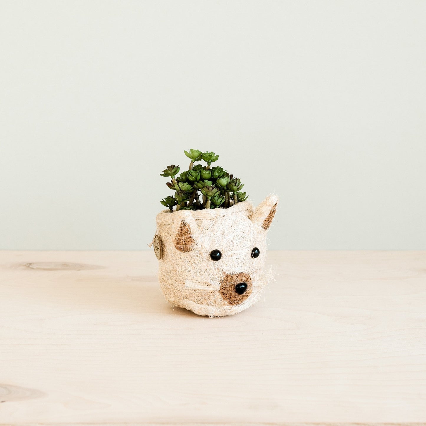 Cat Succulent Planter - Animal Head Planters | LIKHÂ