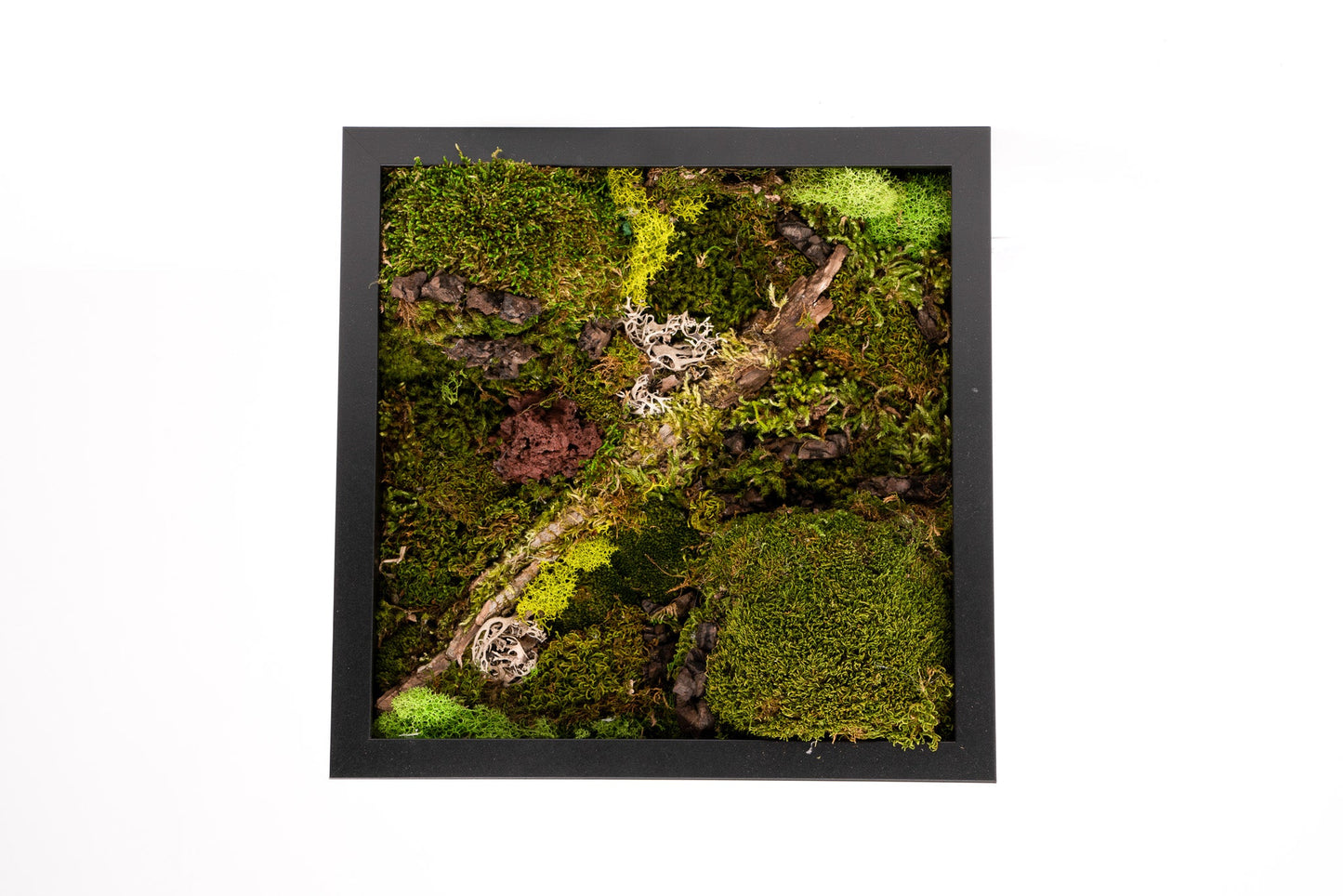 Moss Heaven - Moss Wall